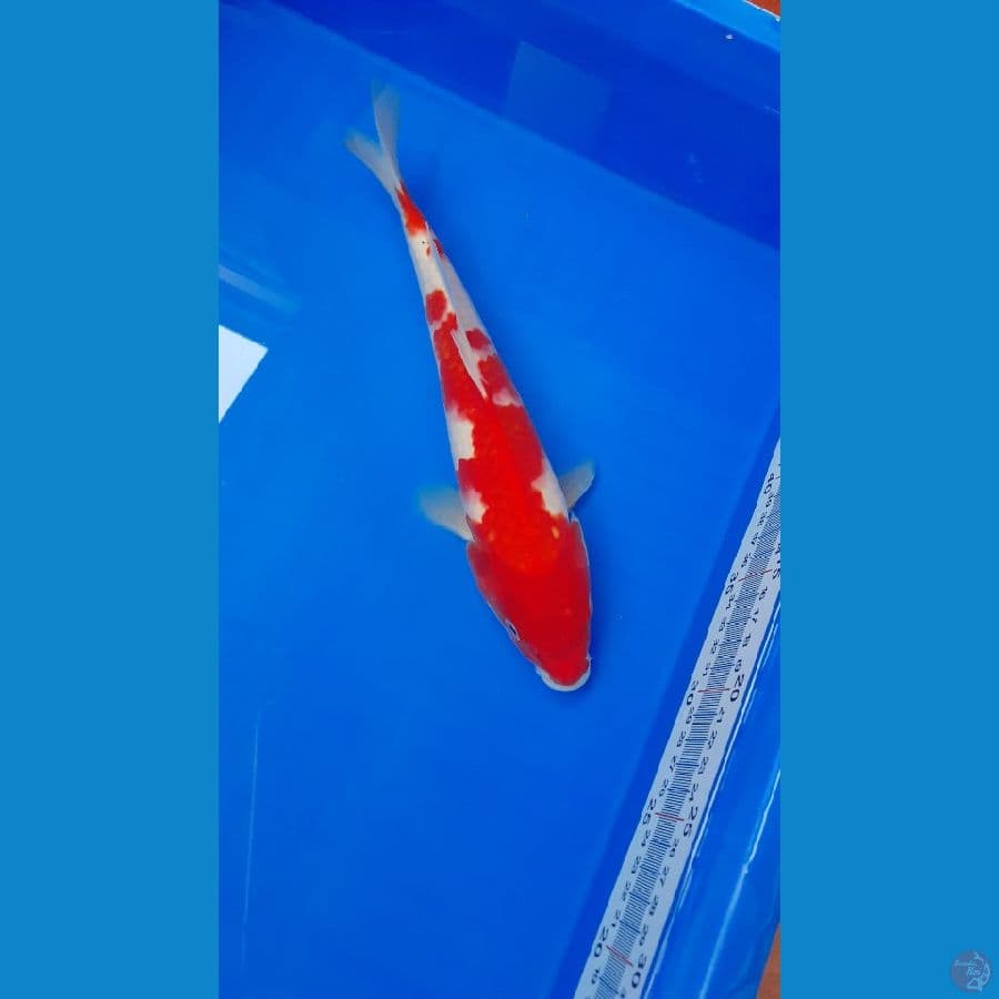 YONDAN KOHAKU M-28CM