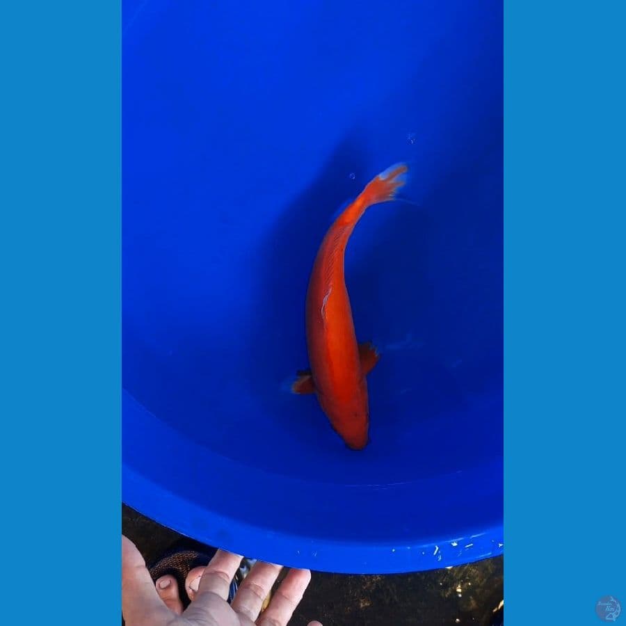 hajiro Top lumayan merah 30cm male