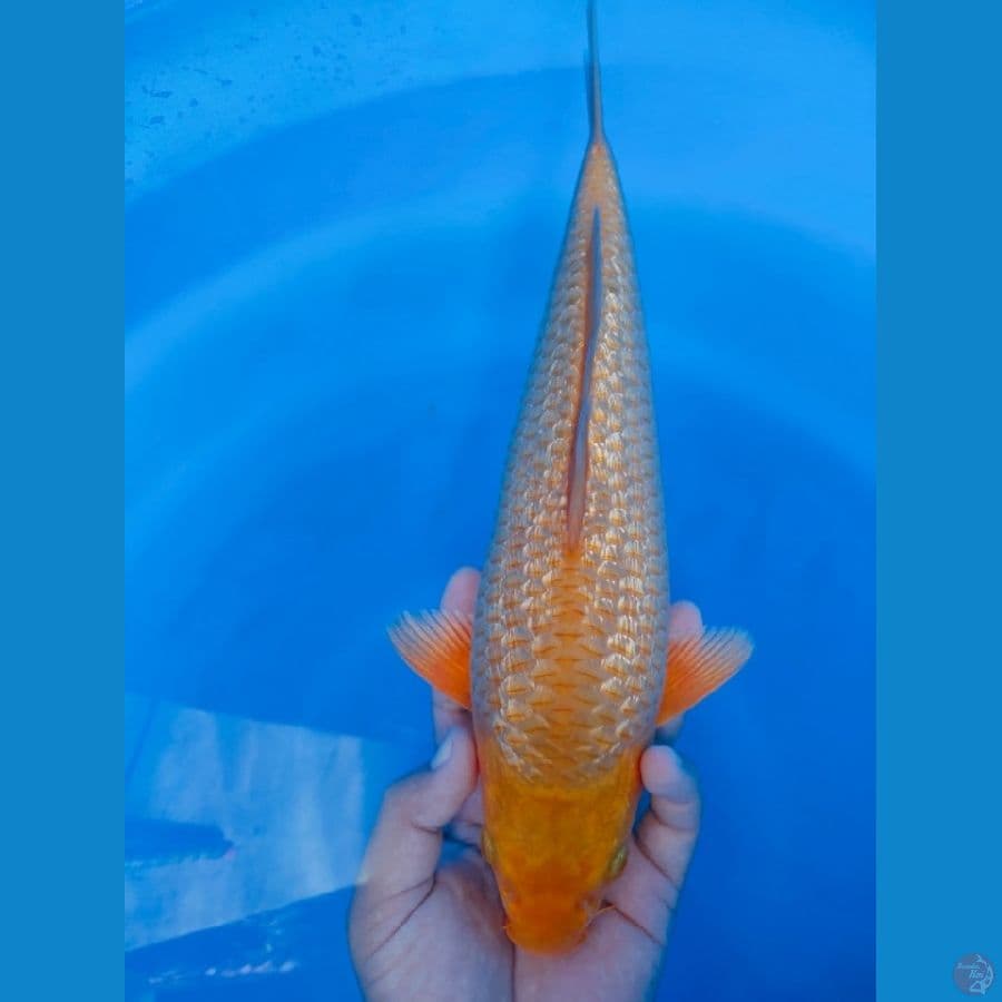 GINRIN C 34CM