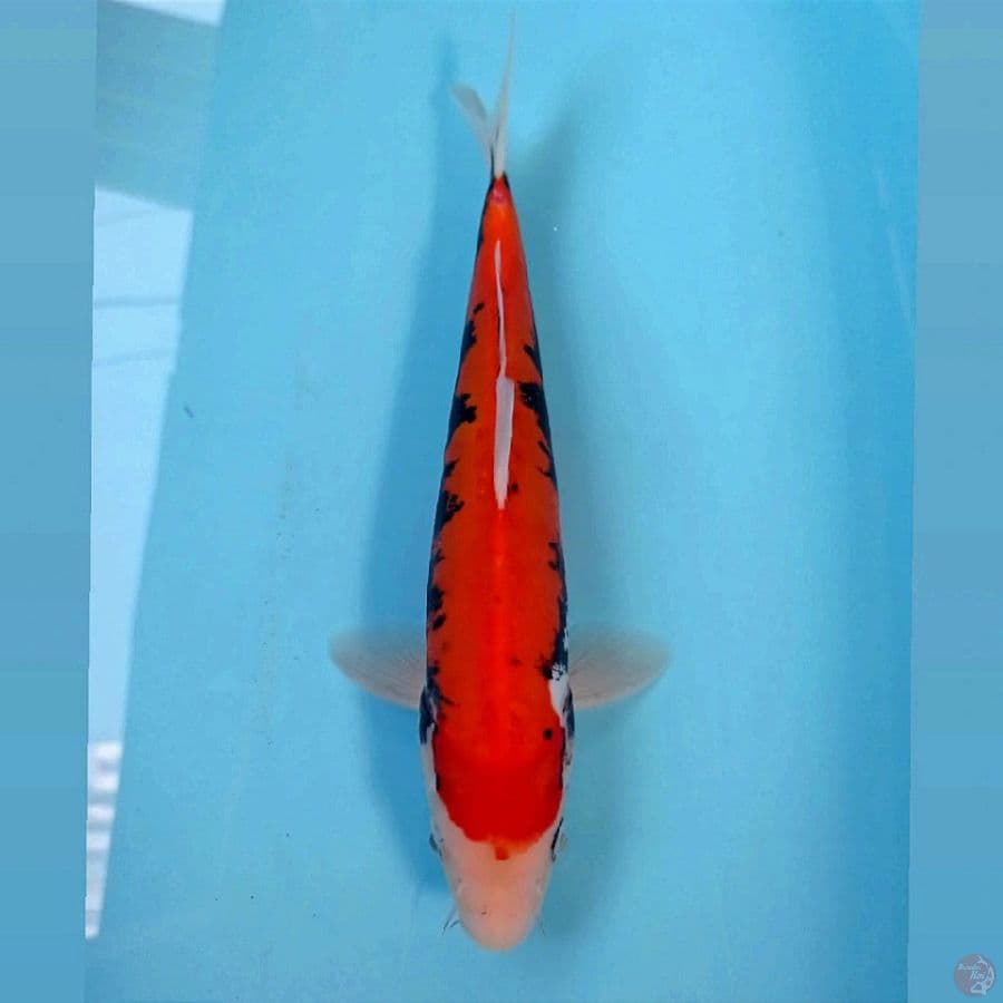 beni kumonryu, 27 cm