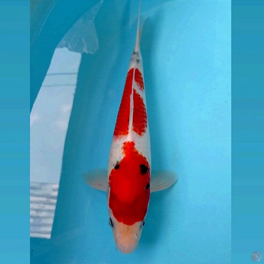 showa, 31 cm