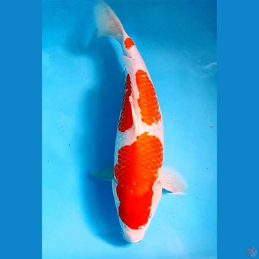 41 cm jumbo kohaku fm