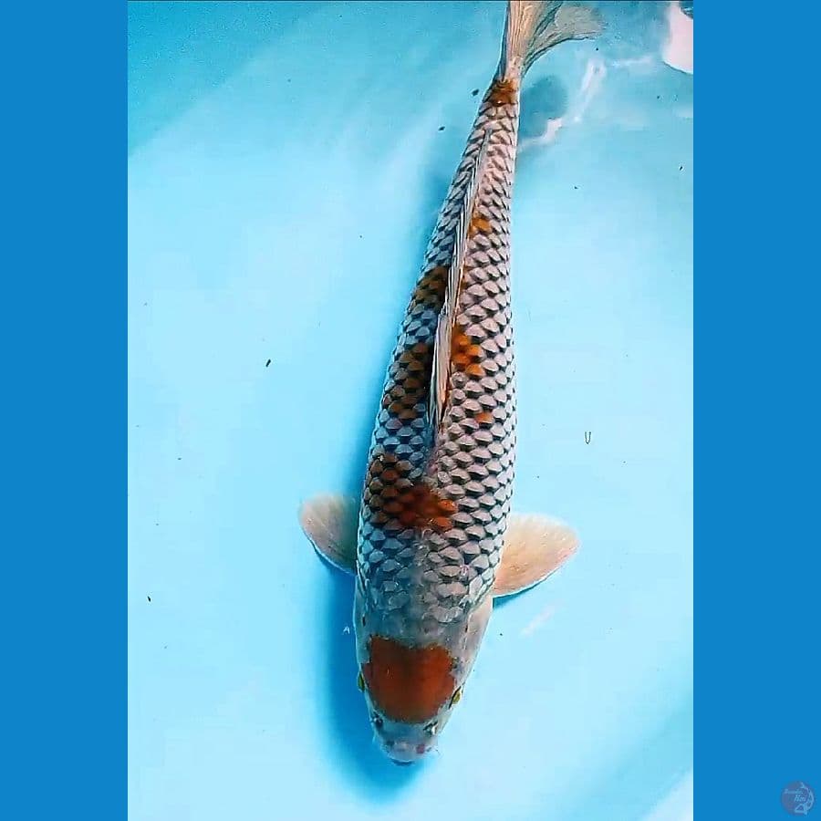 37 cm ochiba sigure male