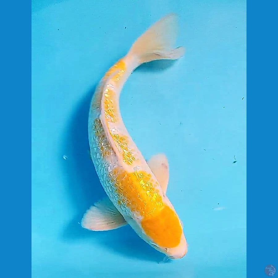 35 cm koyo ginrin male