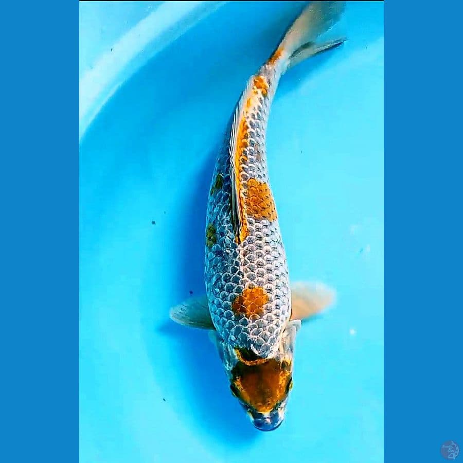 37 cm kogane maruten