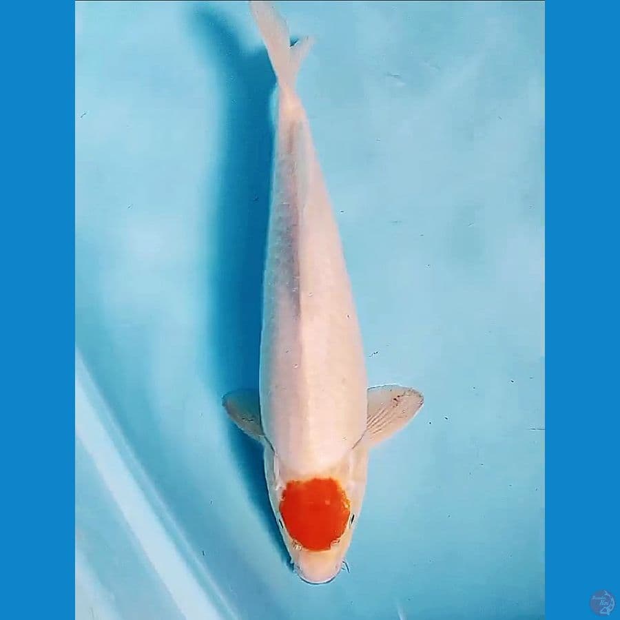 33 cm tanco kohaku male