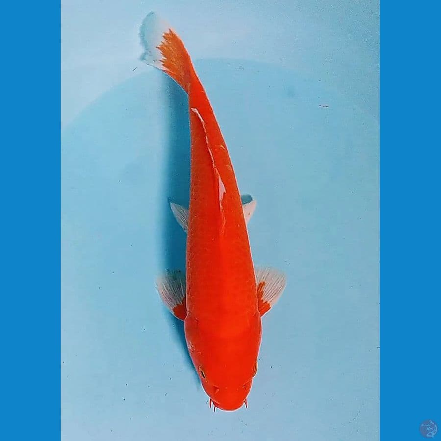 33 cm akahajiro red strong male