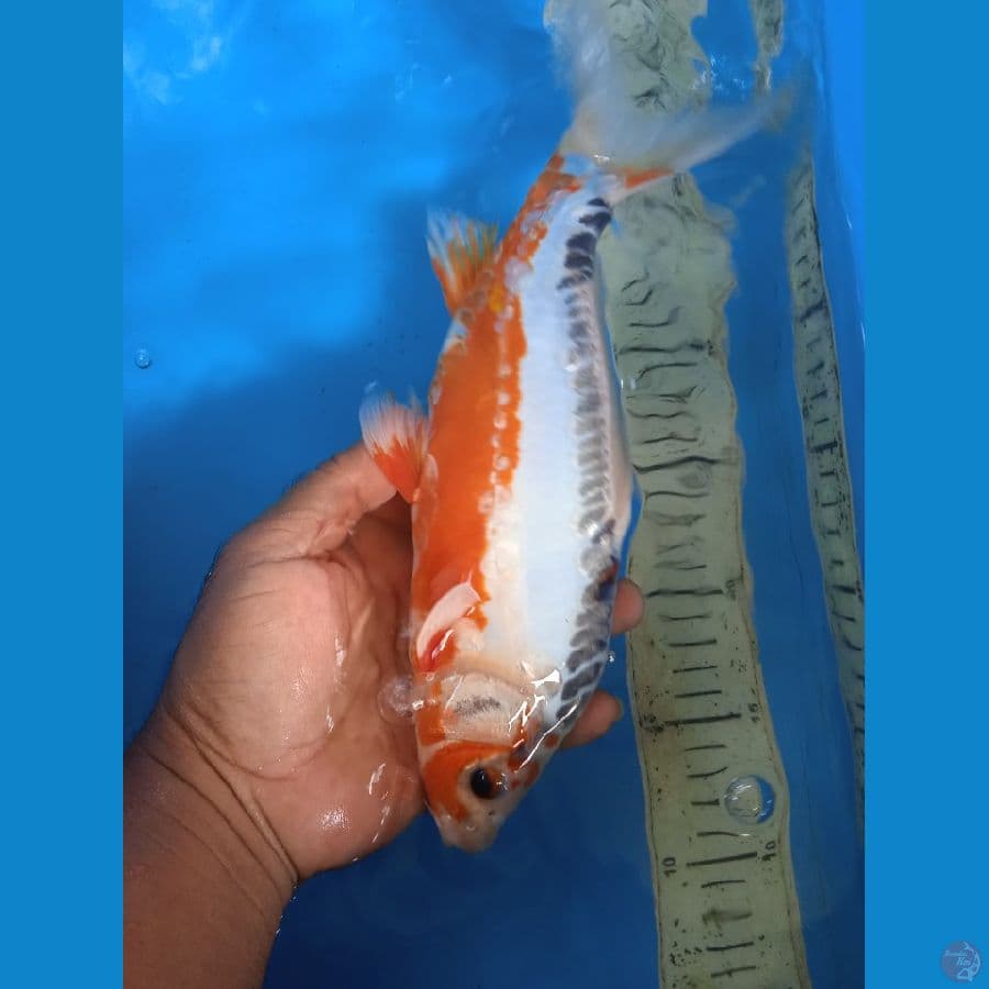 shusui 28cm