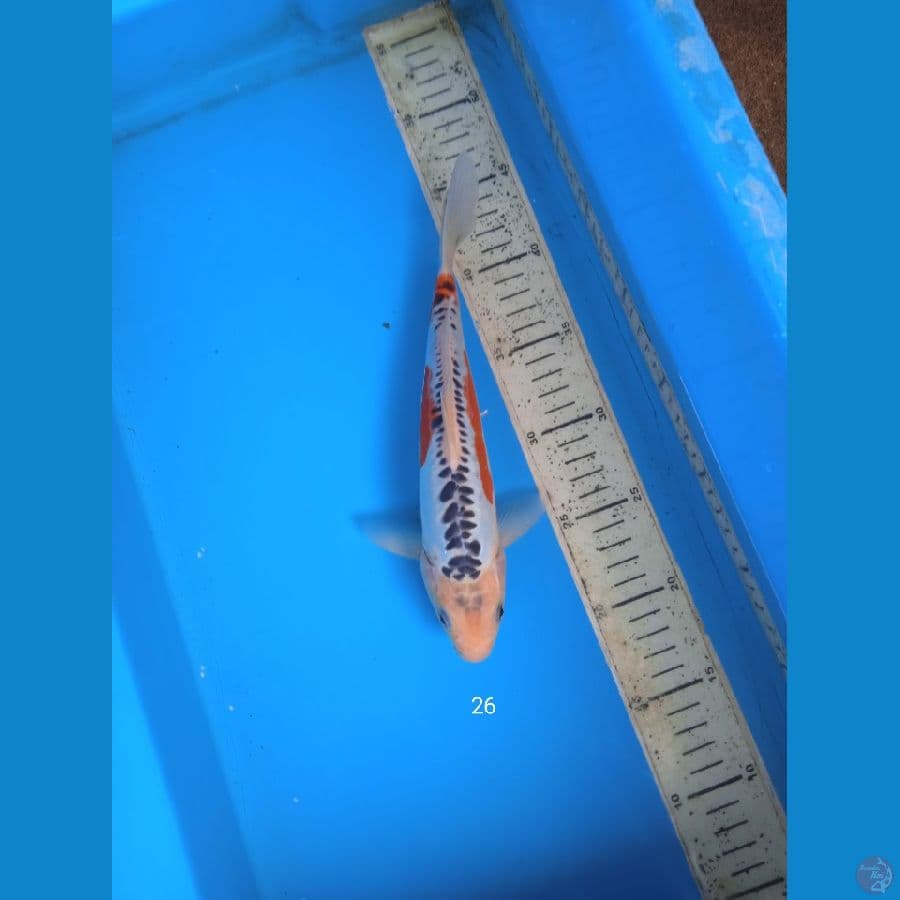 shusui 26cm