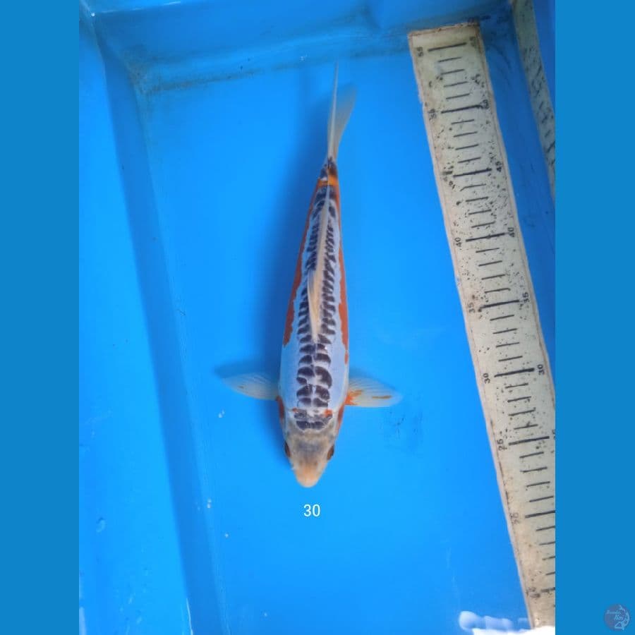 shusui 30cm
