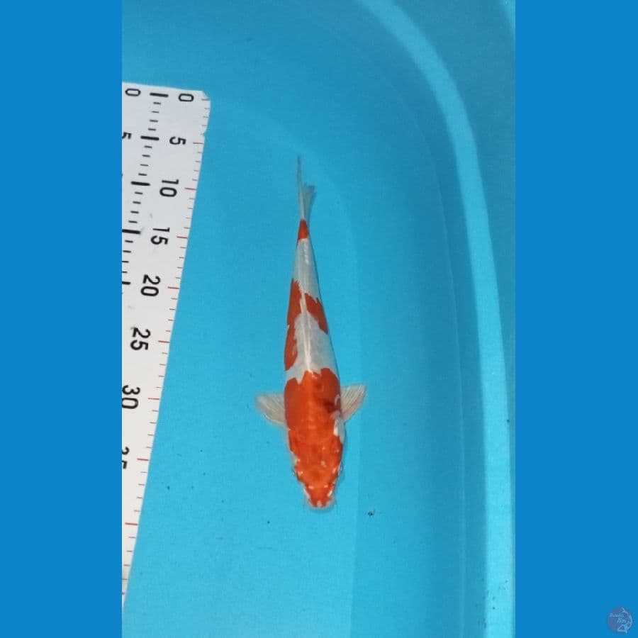 Kikokuryu 3step Male 30cm™