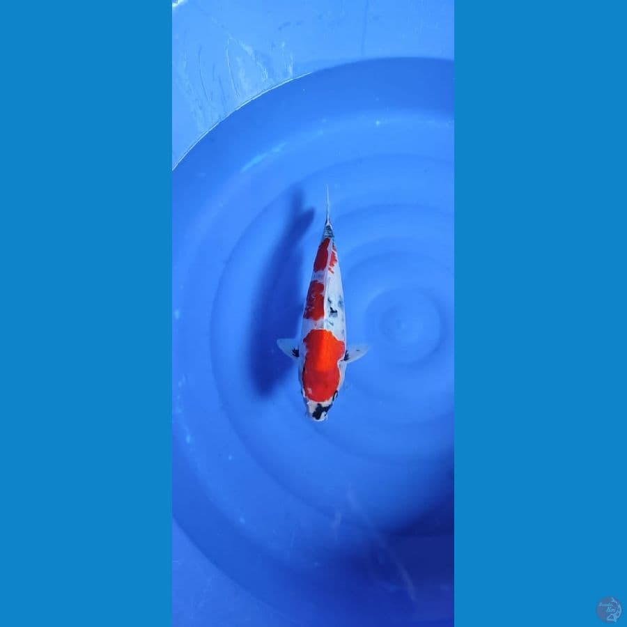 sowa tategoi male 38cm