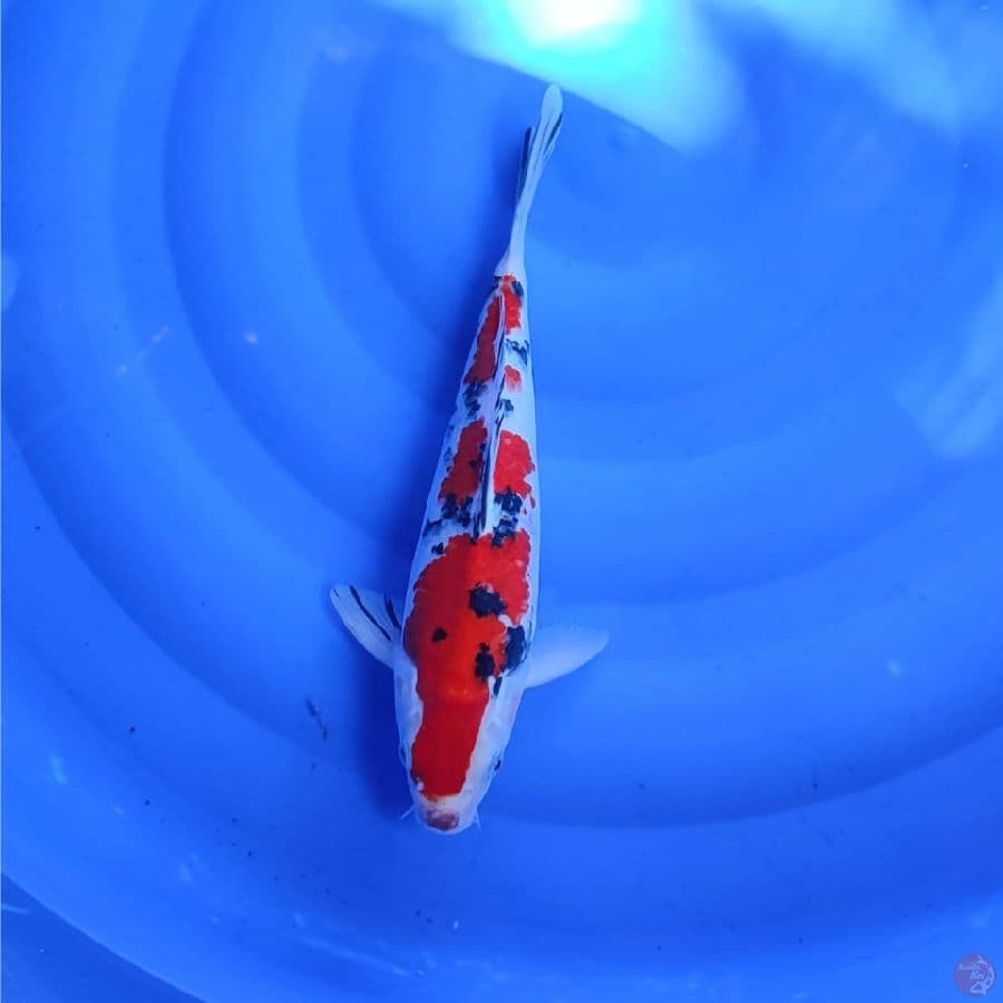 sanke male 35cm