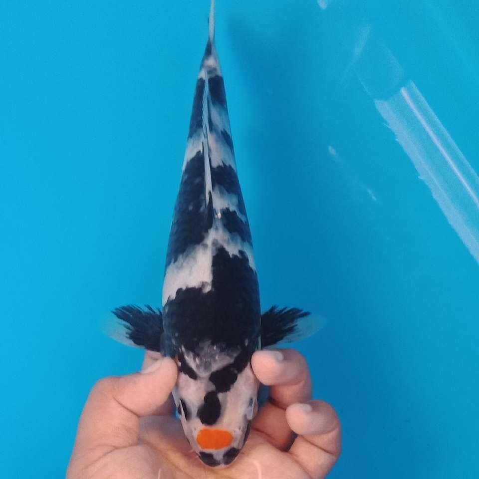 Shiro kucibeni 25cm