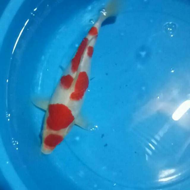 Kohaku 33 cm