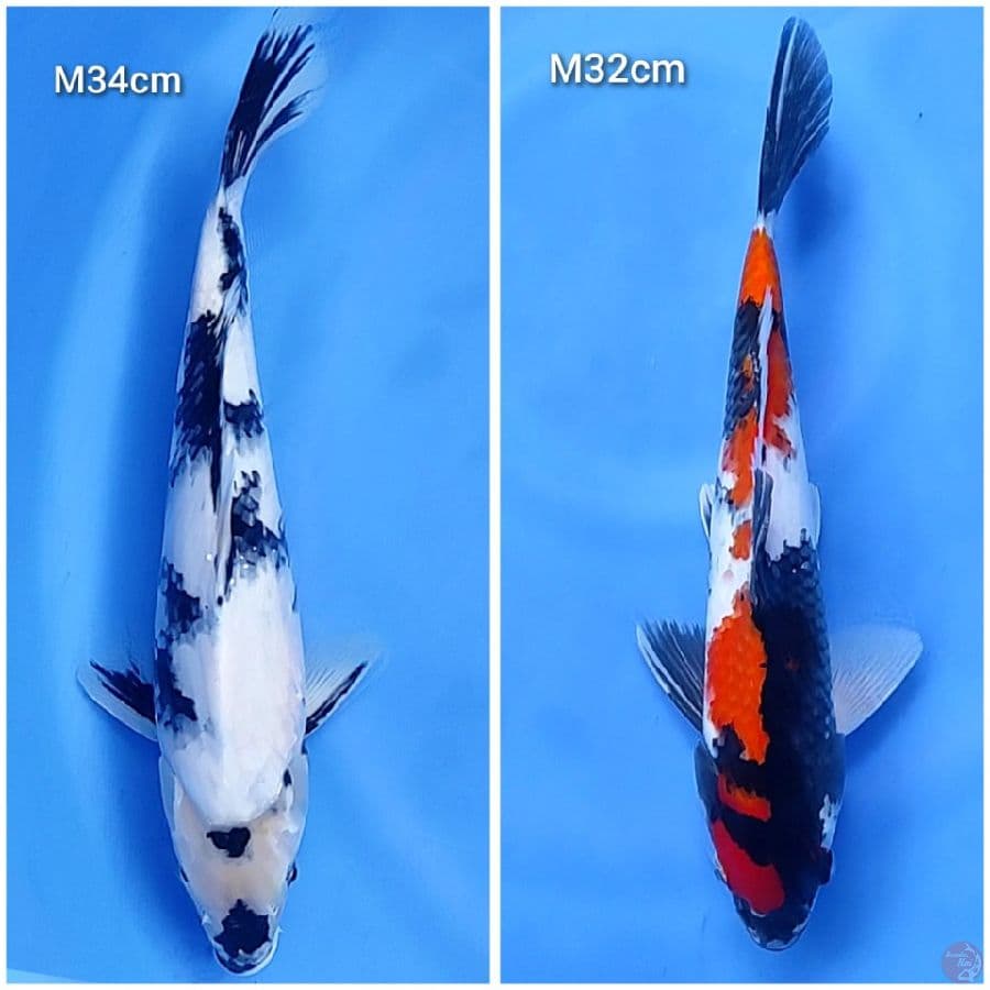 32-34cm