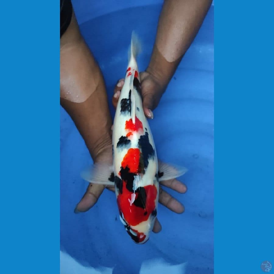 showa 45cm