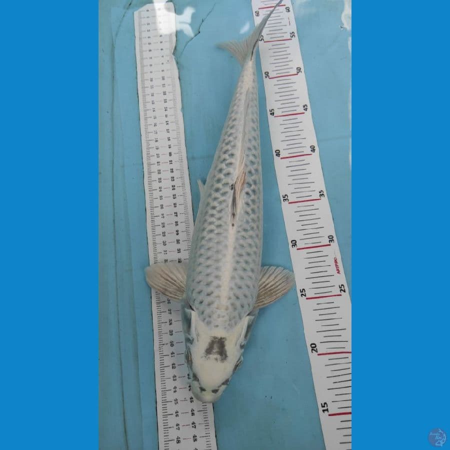 mukasi berpunuk 40cm