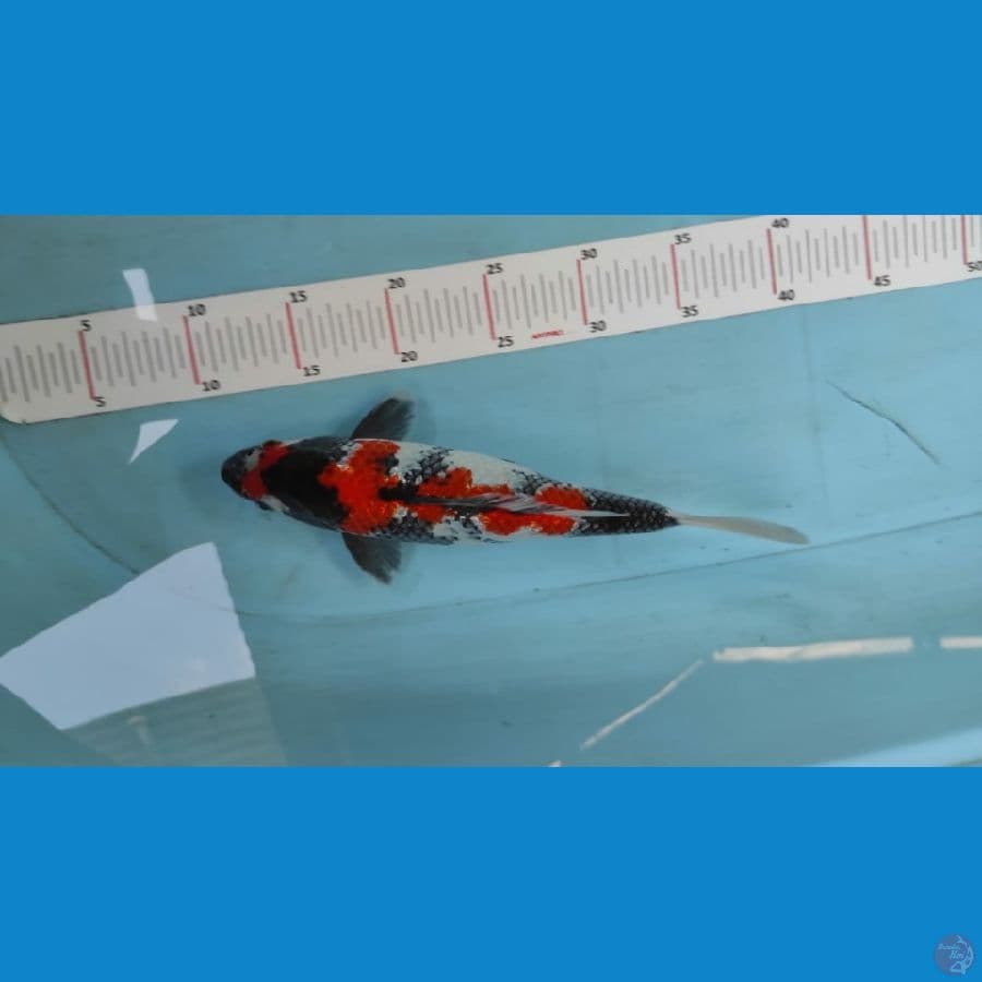 showa SQ 27cm