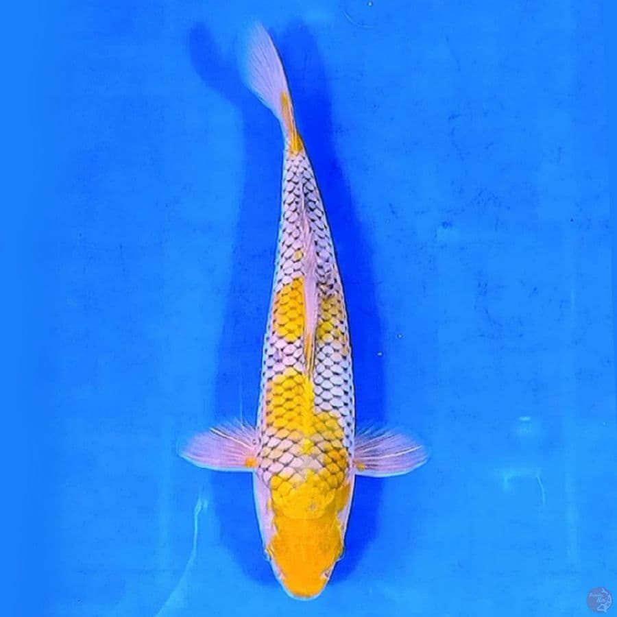 Ochiba 27Cm