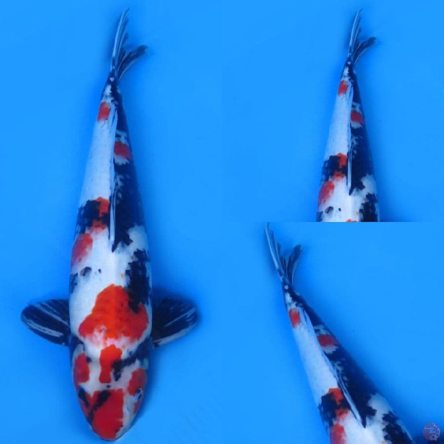 53cm , F1 Isakoi - Jumbo Kindai Showa