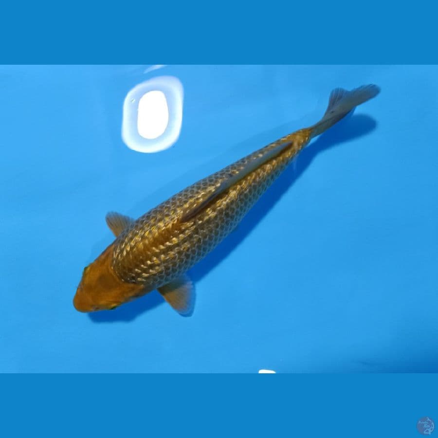 CARAMEL GINRIN 23CM MALE PUNUK BREED MADINA