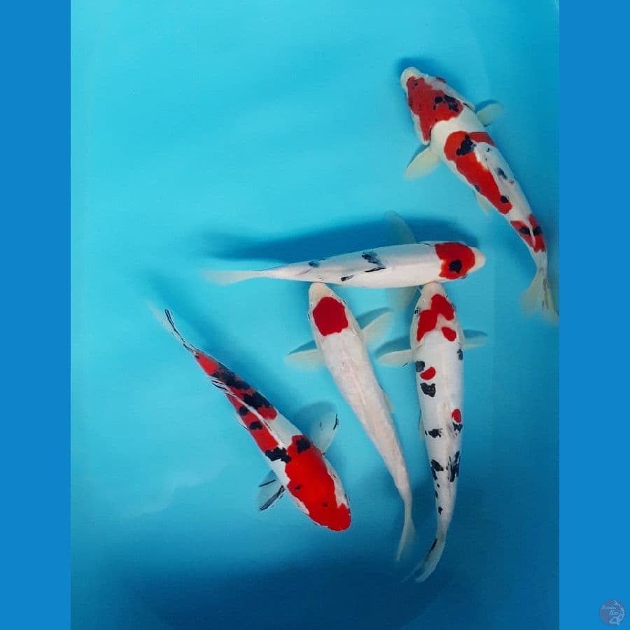 Paket Mix 24-26cm Kohaku Sanke Merah strong