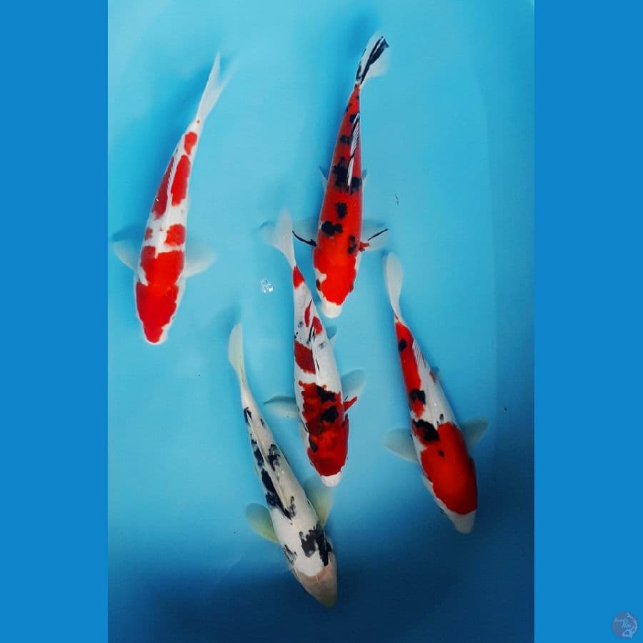 Paket Mix 24-25cm Kohaku,Sanke,Shiro,Koromo