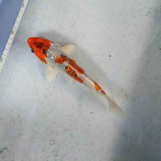 Kujaku ginrin halus 20cm