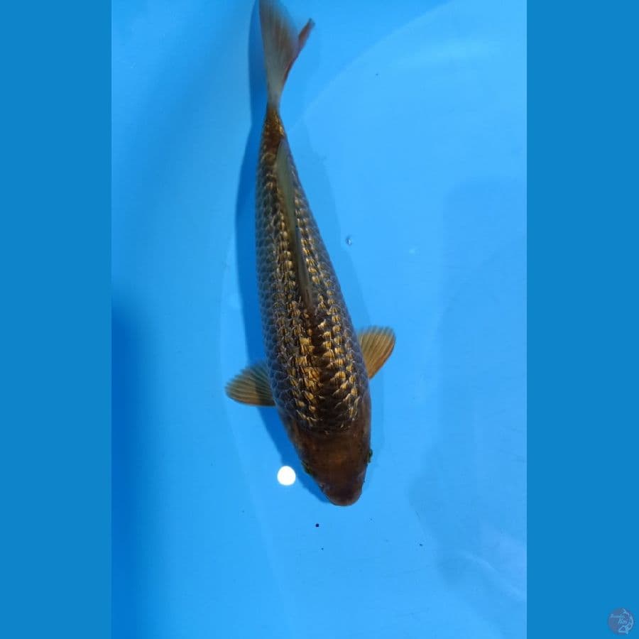 CARAMEL GINRIN 23CM MALE BREED MADINA