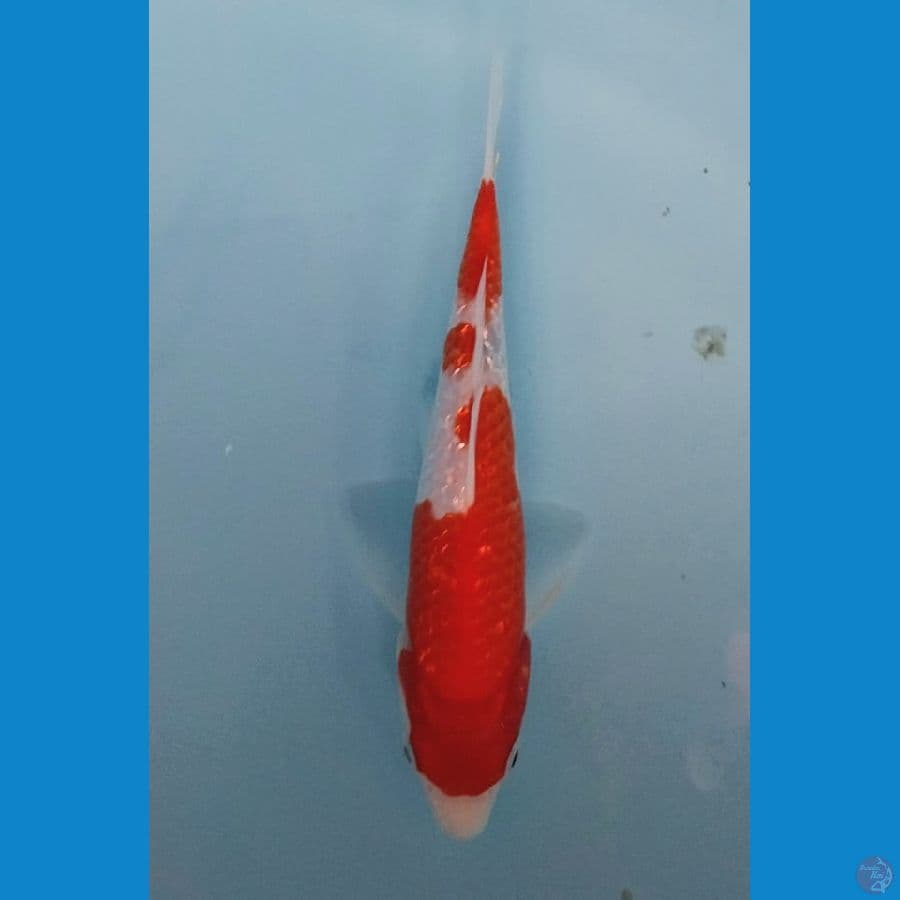 Kohaku gindrin padat 15cm
