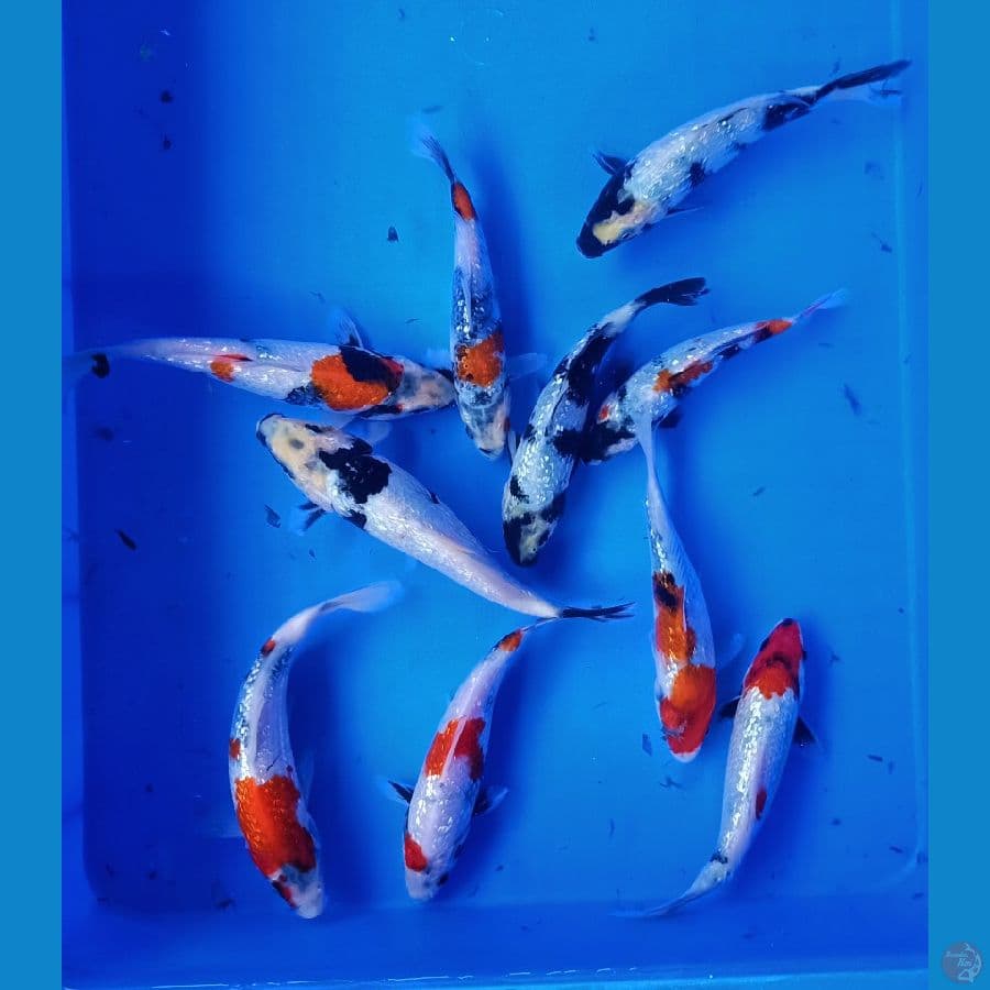 Showa shiro ginrin 20bu 10ekor