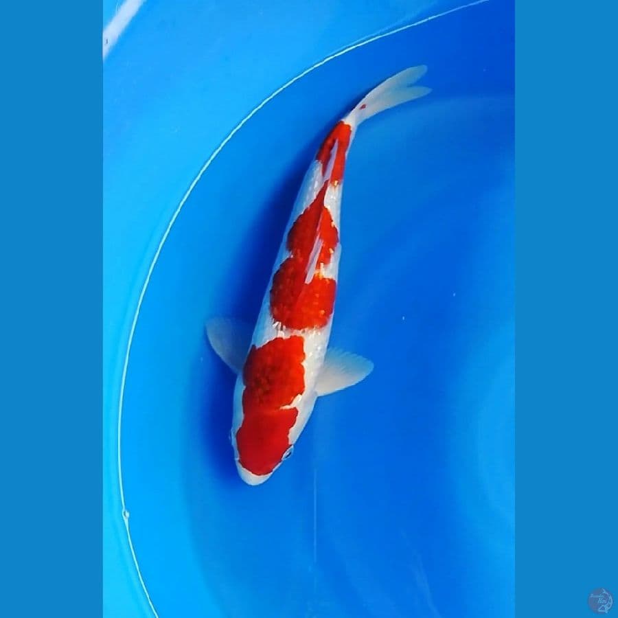 kohaku