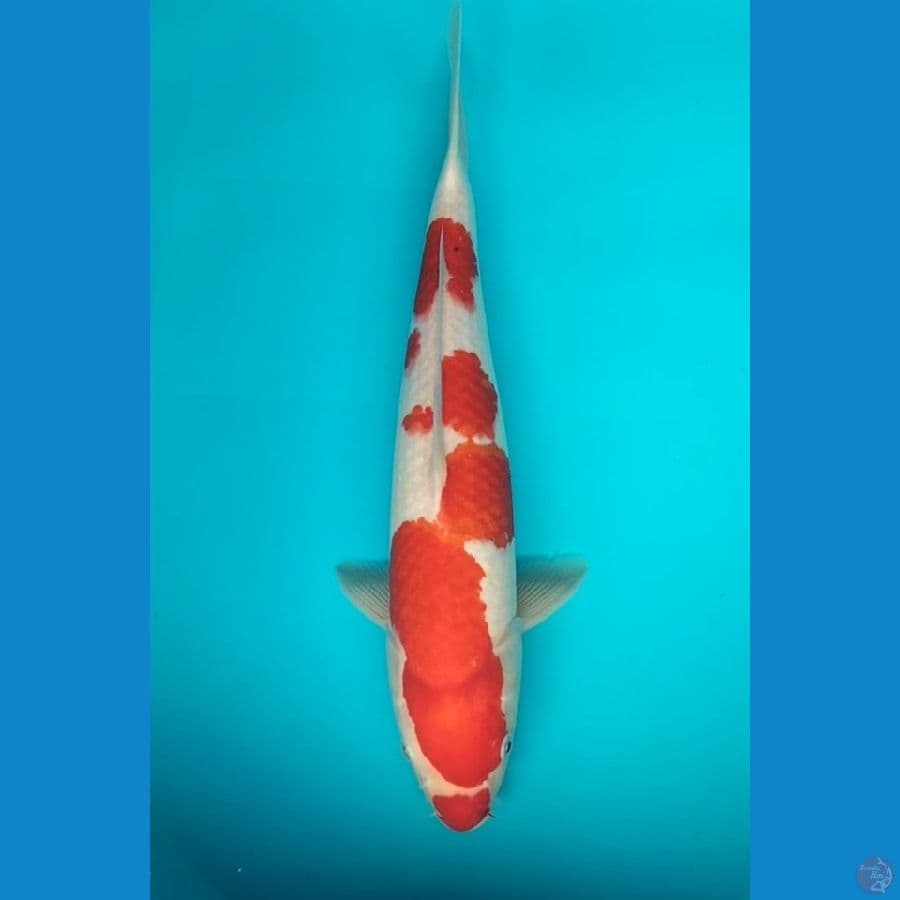 Kohaku 38cm stong M