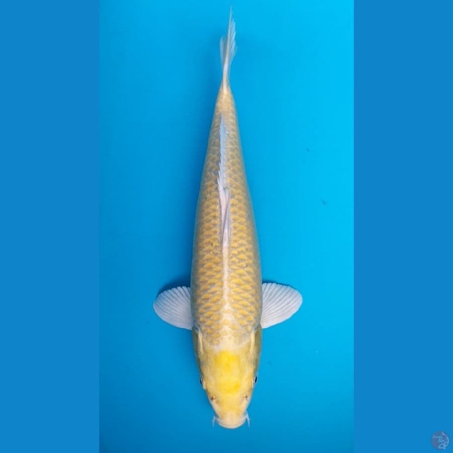 Yamabuki ogon Mata merah 38cm F