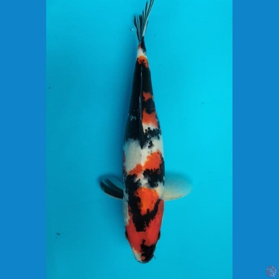 Showa 38cm F