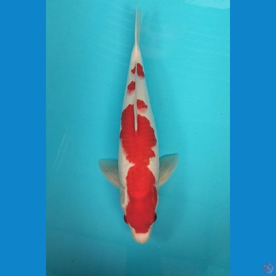 Kohaku 38cm F