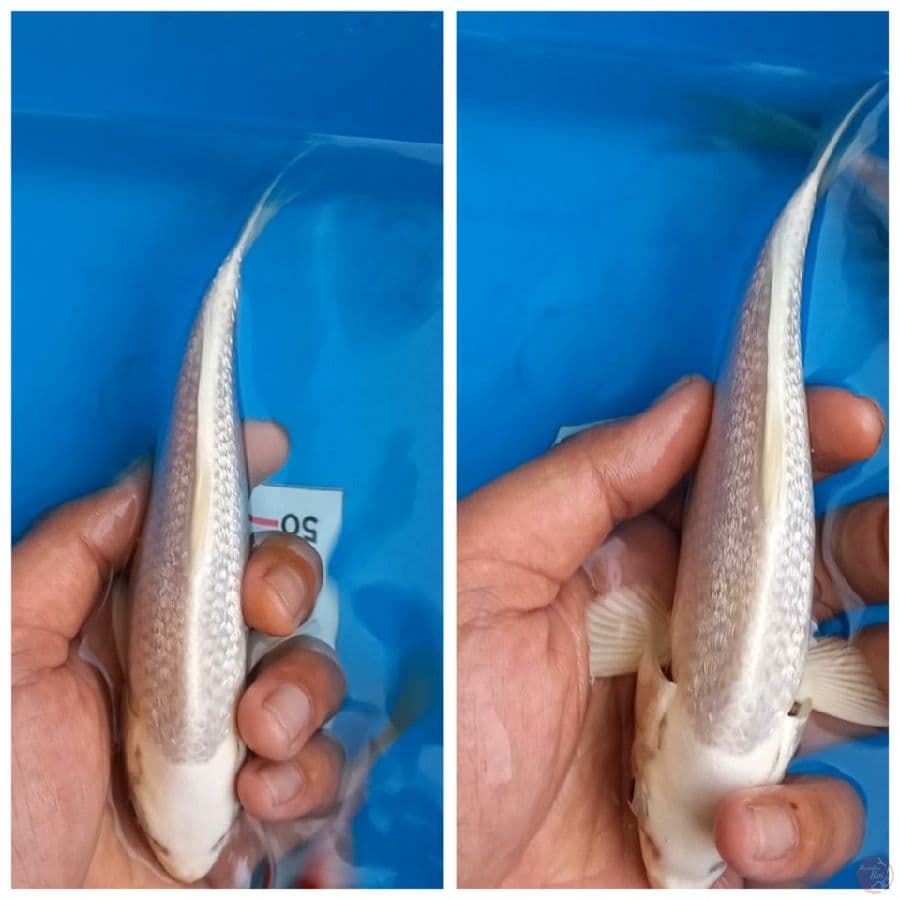 platinum ginrin padat