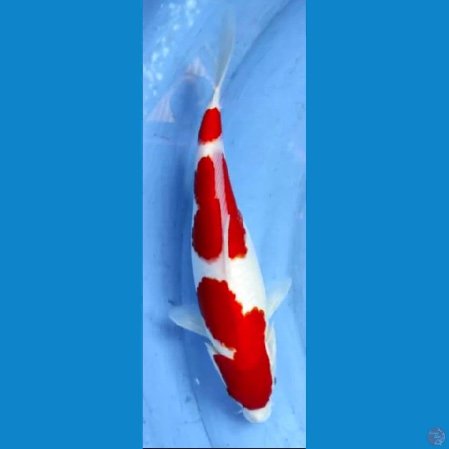 kohaku 31cm