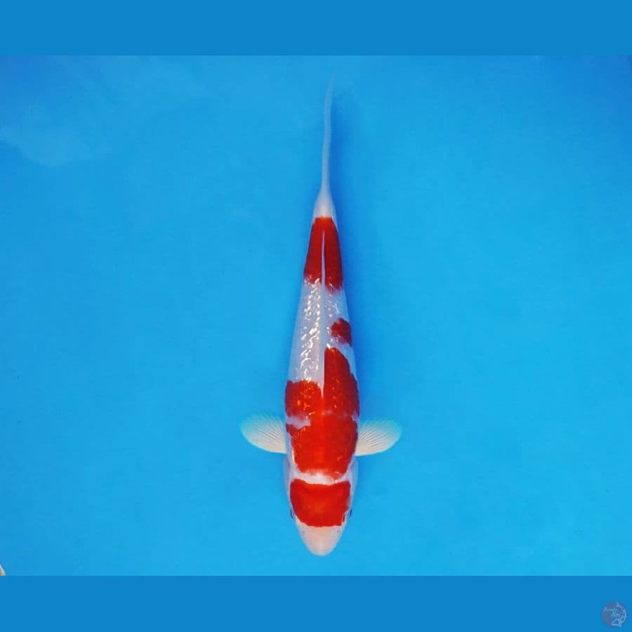 HARAJUKU2 ~ Maruten Kohaku Gin Rin 17 cm/fm ™