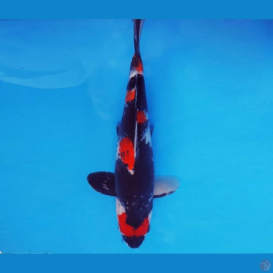 HARAJUKU 17 ~ Maruten Showa 35 cm/male ®