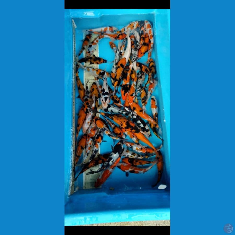 bibitan showa tategoi 12 15 17 cm.. 60 ekor