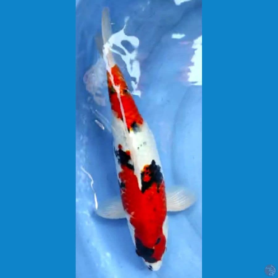 showa 41cm jantan