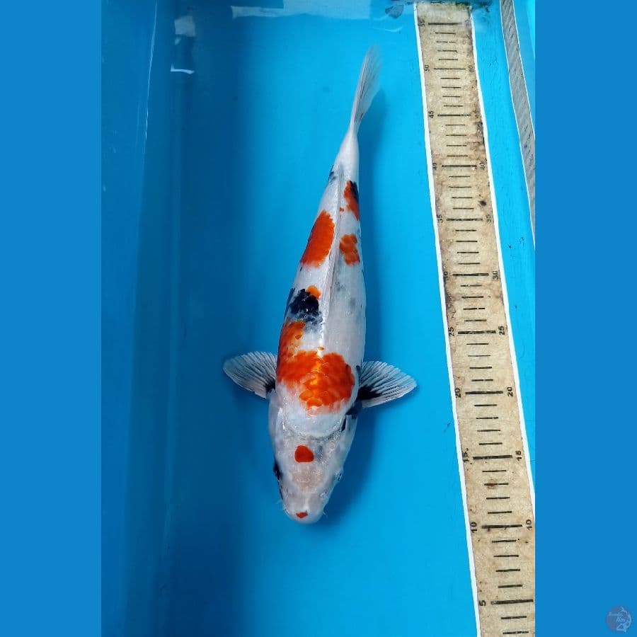 Kin showa 38cm