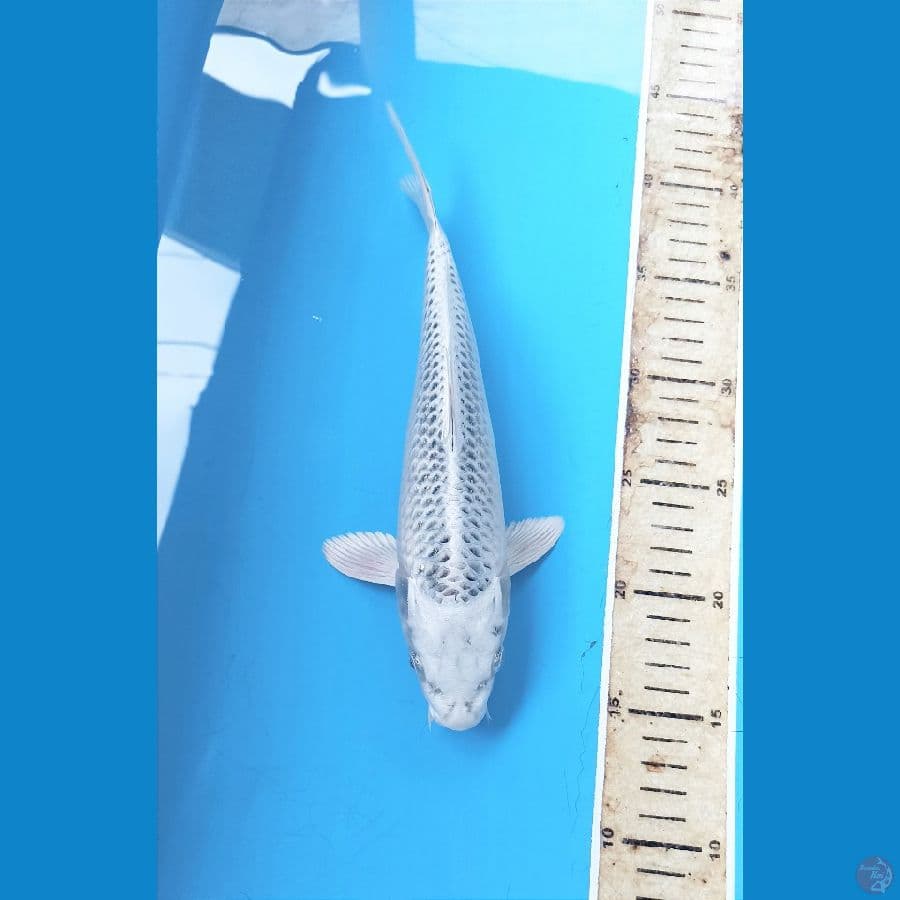 Gin madsuba 26cm