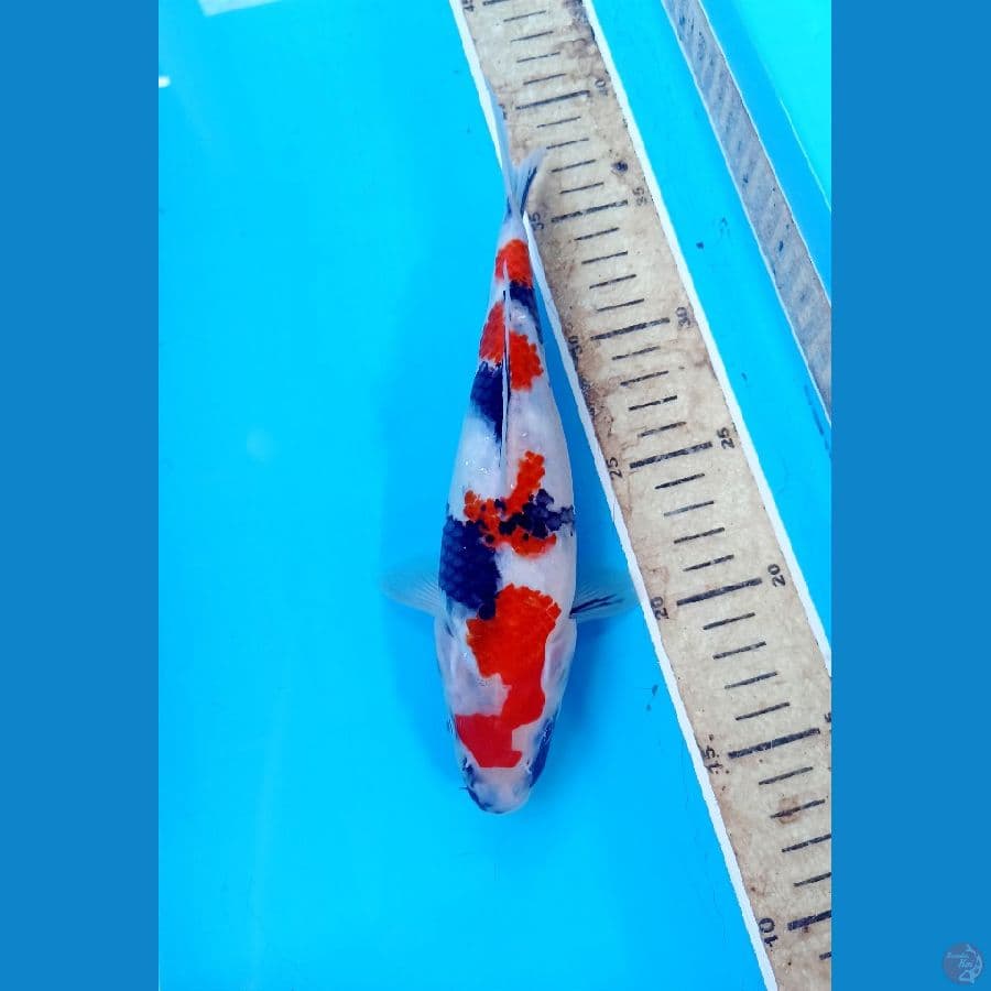 Showa 23cm