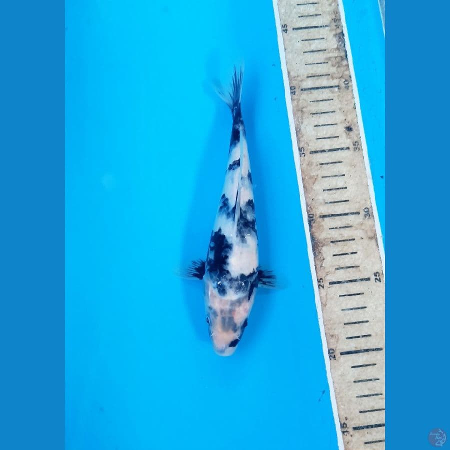 Shiro 21cm
