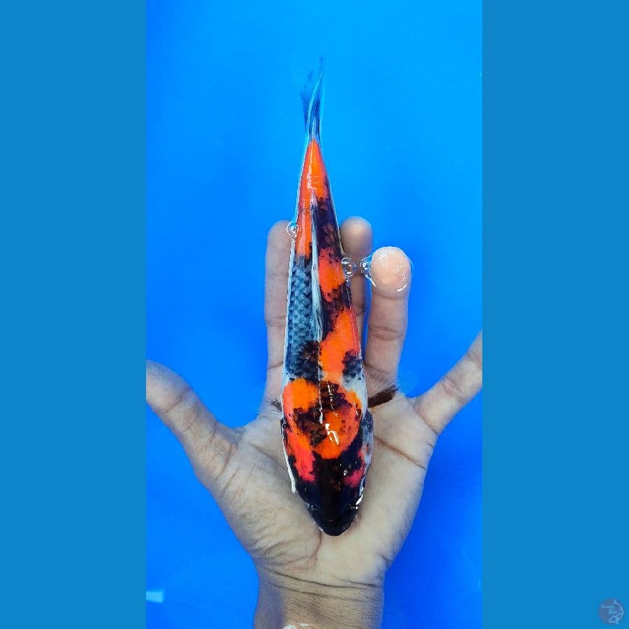 SHOWA (22CM)