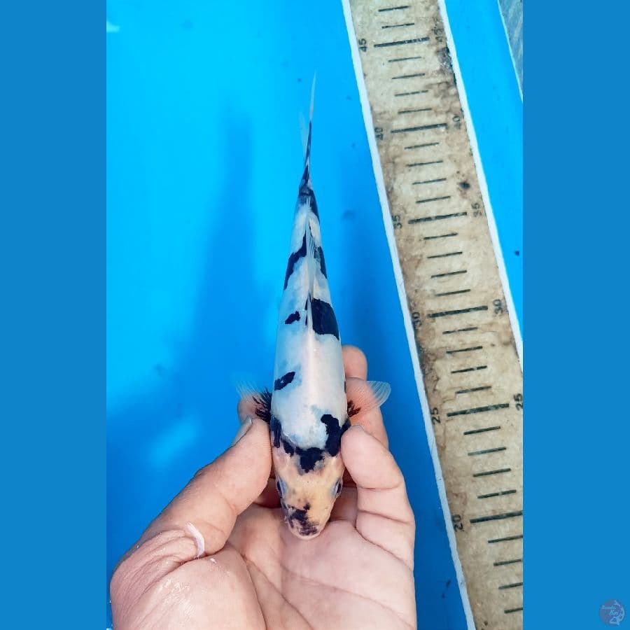Shiro doit 18cm