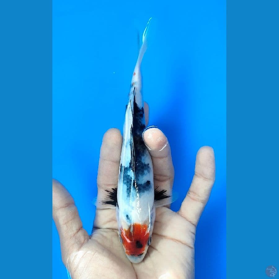 TANCHO SHOWA (17CM)
